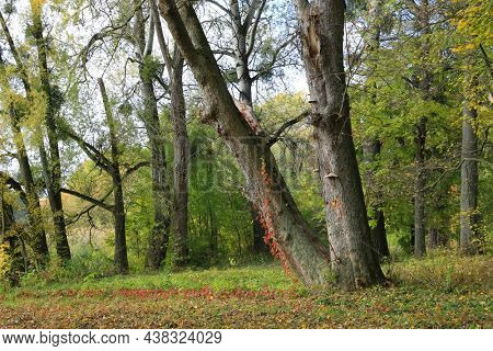 Old trees in autumn park, take it in Aleksandriya Park in Ukraine