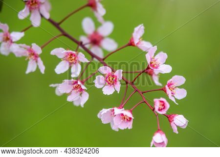 Pink Cherry Flowers. The Branches Of A Blossoming Tree. Cherry Tree With Pink Flowers On Green Blurr