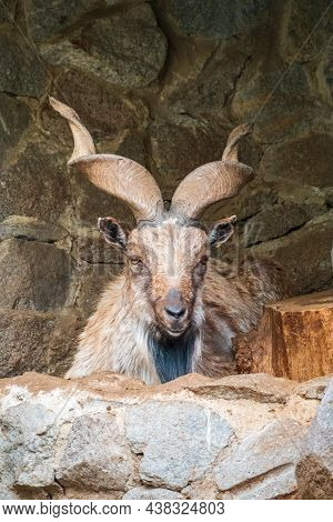 Close-up Portrait Of Markhor, Capra Falconeri, Wild Goat Native To Central Asia, Karakoram And The H