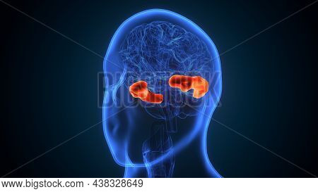 3d Illustration Of Human Brain Post Central Anatomy.