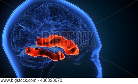 3d Illustration Of Human Brain Post Central Anatomy.