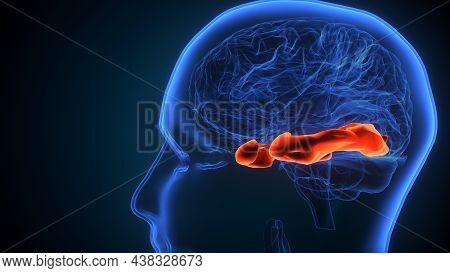 3d Illustration Of Human Brain Post Central Anatomy.