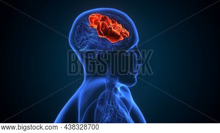 3d Illustration Of Human Brain Post Central Anatomy.