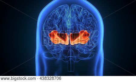 3d Illustration Of Human Brain Post Central Anatomy.