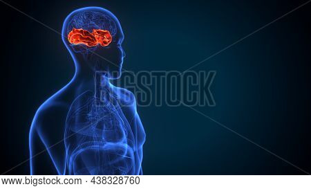 3d Illustration Of Human Brain Inferior Frontal Gyrus Anatomy
