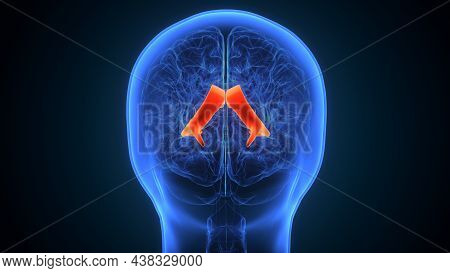 3d Illustration Of Human Brain Lateral Ventricle Anatomy