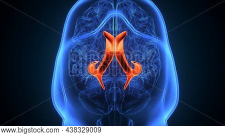 3d Illustration Of Human Brain Lateral Ventricle Anatomy