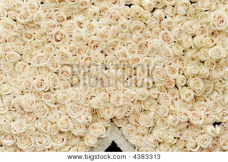 fiori