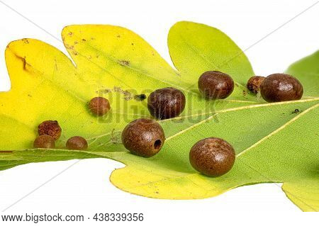 Detail Of An Oak Leaf With Clutch Of Gall Wasps Cynipidae