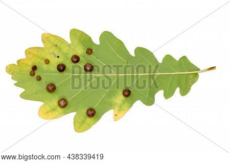 Detail Of An Oak Leaf With Clutch Of Gall Wasps Cynipidae