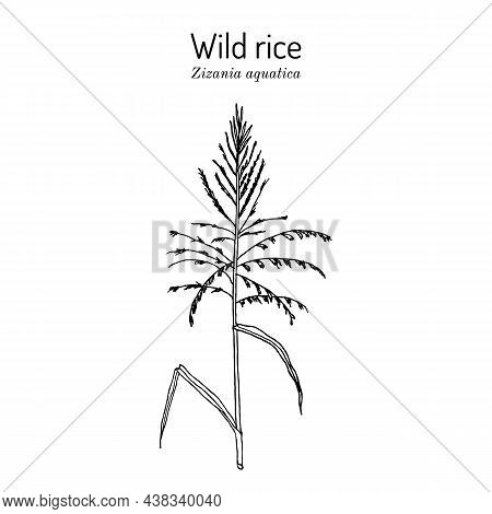 Wild Rice Zizania Aquatica , State Grain Of Minnesota. Hand Drawn Botanical Vector Illustration