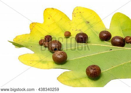 Detail Of An Oak Leaf With Clutch Of Gall Wasps Cynipidae