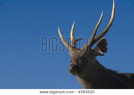 높은 산 Sambar 사슴