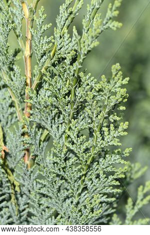 Lawsons Cypress Columnaris - Latin Name - Chamaecyparis Lawsoniana Columnaris