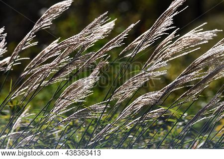 The Sight Of Japanese Pampas Grass Swaying In The Wind And Shining Is A Japanese Autumn Tradition.