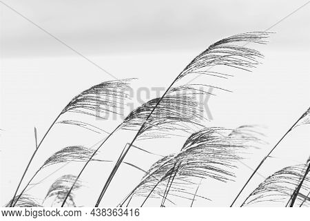 The Sight Of Japanese Pampas Grass Swaying In The Wind And Shining Is A Japanese Autumn Tradition.