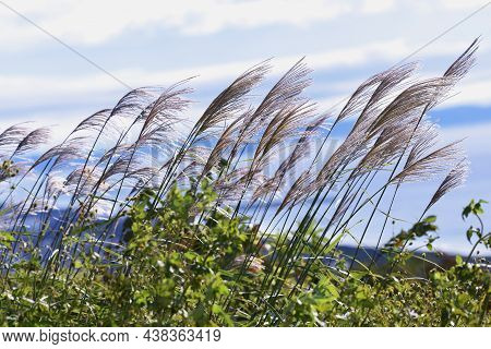The Sight Of Japanese Pampas Grass Swaying In The Wind And Shining Is A Japanese Autumn Tradition.
