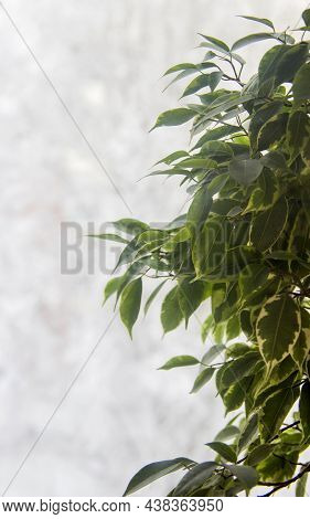 Leaves Of Ficus (ficus Benjamina)