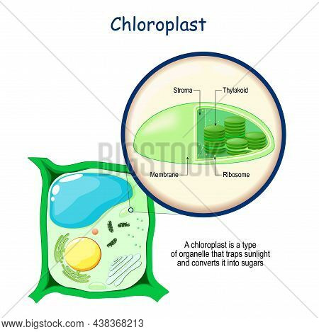 Chloroplast Anatomy. Structure Of A Plant Cell. Cross Section Of Organelles That Conduct Photosynthe