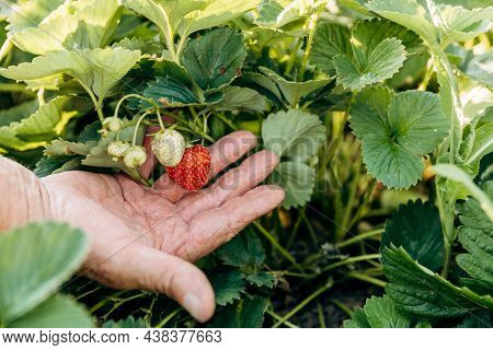 A Male Farmer Harvests Ripe Strawberries. Harvesting Fresh Organic Strawberries. Hands Of A Farmer P