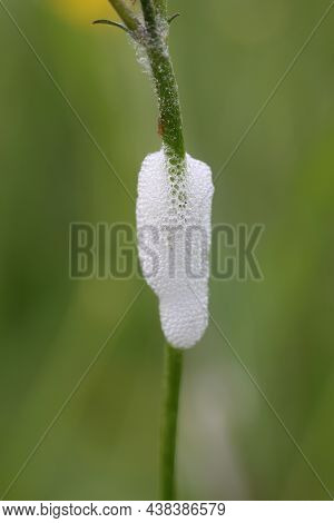 Cuckoo Spit On A Plant Stem Produced By An Unknown Species Of Spittlebug In Close Up With A Blurred 
