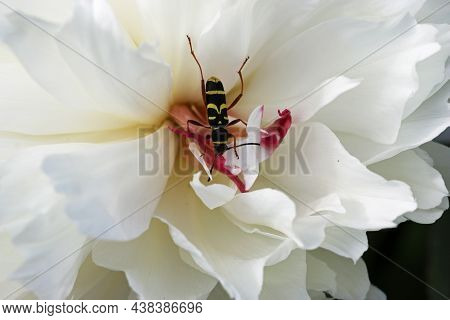 Wasp Beetle, Clytus Arietis, Feeding In A White Peony Flower In Close Up With A Background Of Blurre