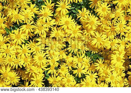 Autumn Flowers. Yellow Daisy Flowers (chrysanthemum Coronarium) In Garden On Sunny Day