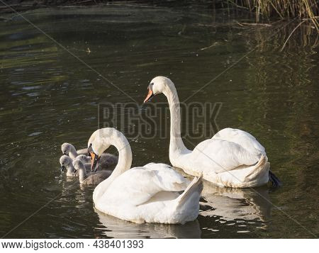 Couple Of White Mute Swans, Cygnus Olor With Four Small Cute Chicks Swimming On Brown Green Water Su