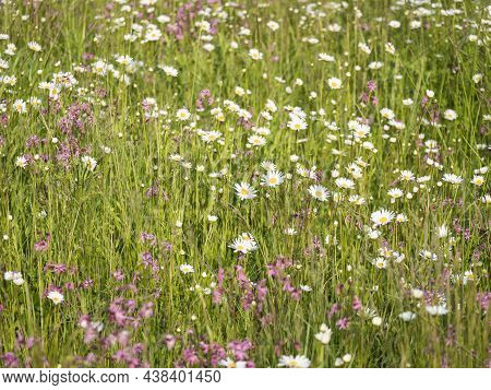 Nature Scene With Blooming Flower Meadow With White Leucanthemum, Shasta Daisy And Pink Lychnis Visc