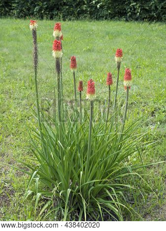 Blooming Kniphofia Flower On Green Grass. Also Called Tritoma, Red Hot Poker, Torch Lily, Or Poker P