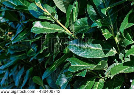 Leaves Of An Evergreen Shrub. Texture, Background Of Green, Bush Close-up, Selective Focus Of The Le