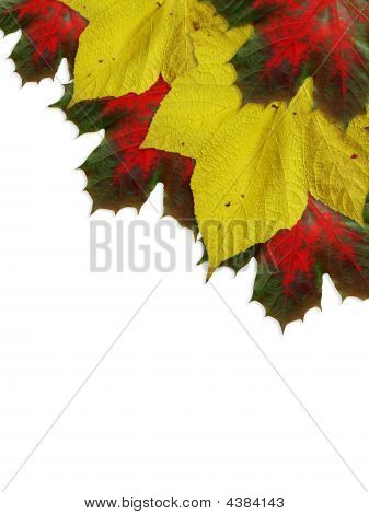 Coin de l'automne