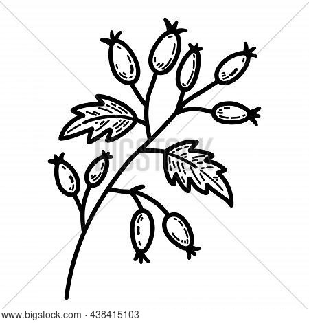 Sprig With Rose Hips And Leaves Isolated On White Background. Vector Hand-drawn Illustration In Dood