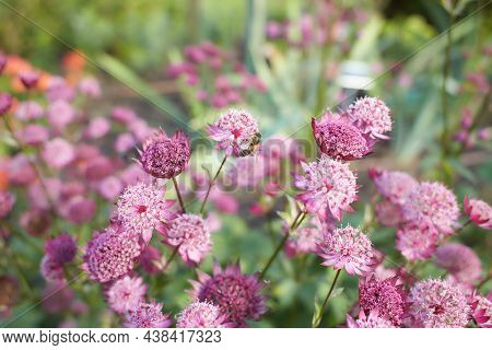 Pink Astrantia Flowers. Astrantia Major Moulin Rouge.