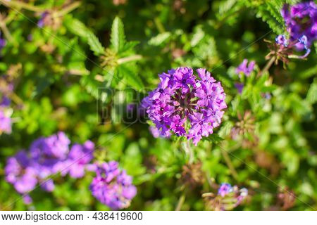 Beautiful Verbena Californica Plant Closeup Dxf  Df