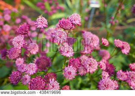 Pink Astrantia Flowers. Astrantia Major Moulin Rouge.