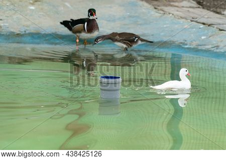 Goose-like Birds On The Territory Of The Zoo, Birds Near The Reservoir, Zoos Of Ukraine.