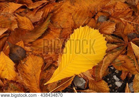 Autumn Etude With Leaves Of A Chestnut Tree