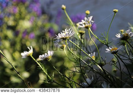 Side View Of Scentless Chamomile Plants In Bloom