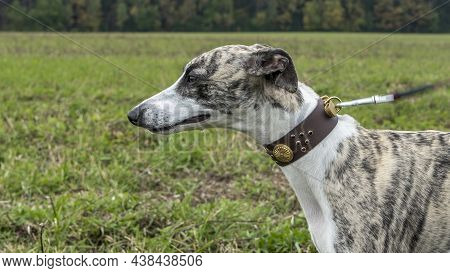 Beautiful Whippet Head Portrait. Cute English Whippet In A Field. Animal Concept.