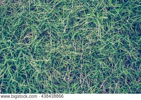 Abstract Natural Background. Collection With Different Colour Tones Of Green Grass, Copy Space. Summ