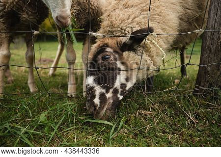 Close Up Portrait Of Beautiful And Cute White Sheep Standing On The Green Meadow Near The Forest (fr