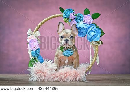 French Bulldog Dog Puppy Sitting In Flower Decorated Ring In Front Of Purple Background