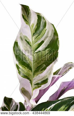 Leaf Of Exotic Houseplant With Botanic Name 'calathea White Fusion' On White Background