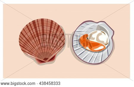 Scallop Vector Illustration, Ideal For Teaching Materials, Posters, And Other Design Projects.