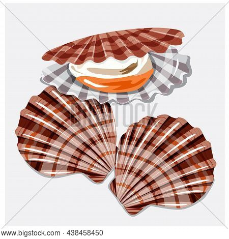 Scallop Vector Illustration, Ideal For Teaching Materials, Posters, And Other Design Projects.