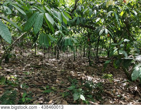 Cocoa Fruit On Tropical Cocoa Plantation In Southern Bahia Brazil.