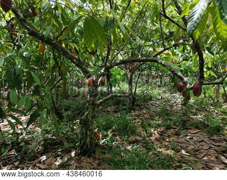 Cocoa Fruit On Tropical Cocoa Plantation In Southern Bahia Brazil.
