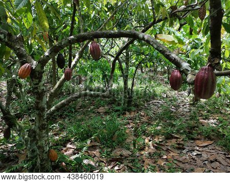 Cocoa Fruit On Tropical Cocoa Plantation In Southern Bahia Brazil.