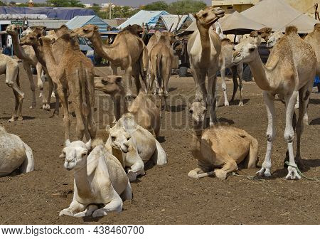 West Africa. Mauritania. One-humped Camels At The Metropolitan Camel Market, Where A Huge Number Of 